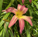 Red-Orange Hemerocallis