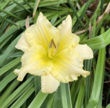 Yellow Hemerocallis