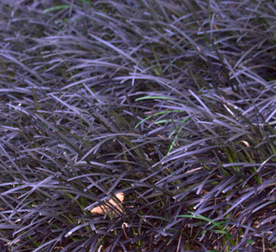 Ophiopogon planiscapus nigrescens