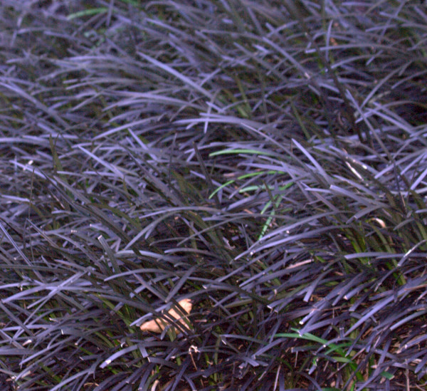 Ophiopogon planiscapus nigrescens