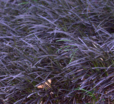 Ophiopogon planiscapus nigrescens