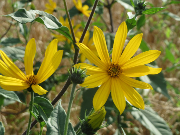 Helianthus tuberosus