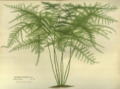 Asparagus setaceus