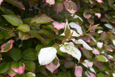 Actinidia kolomikta