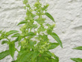 Ocimum basilicum