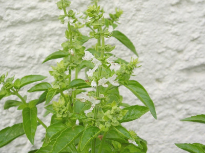 Ocimum basilicum