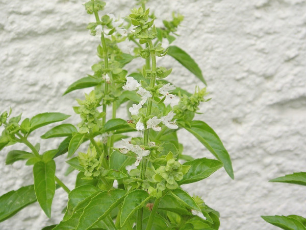 Ocimum basilicum