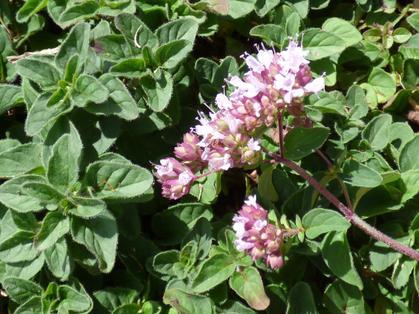 Origanum majorana