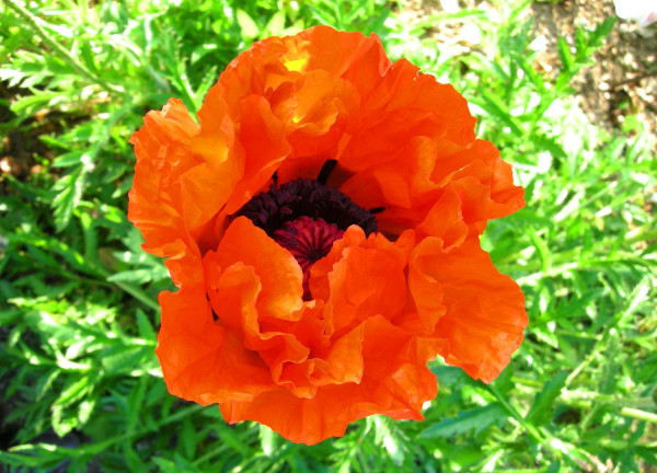 Papaver orientale