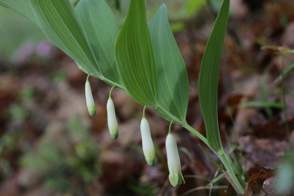 Polygonatum odoratum
