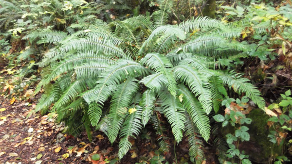 Polystichum munitum