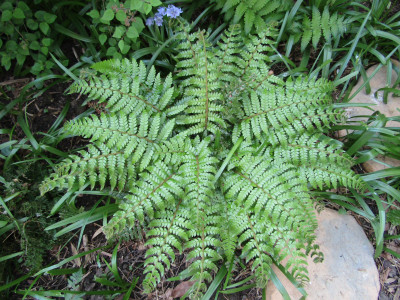 Polystichum polyblepharum