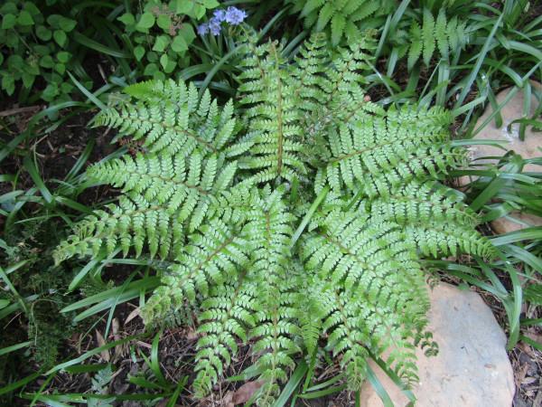 Polystichum polyblepharum