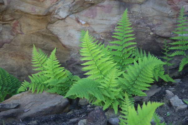 Pteridium aquilinum pubescens