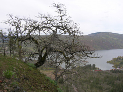 Quercus garryana