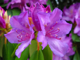 Purple Rhodie
