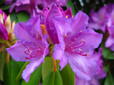 Rhododendron sp.
