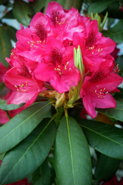 Rhododendron sp.