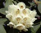 White Rhodie