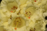 Yellow Rhodie