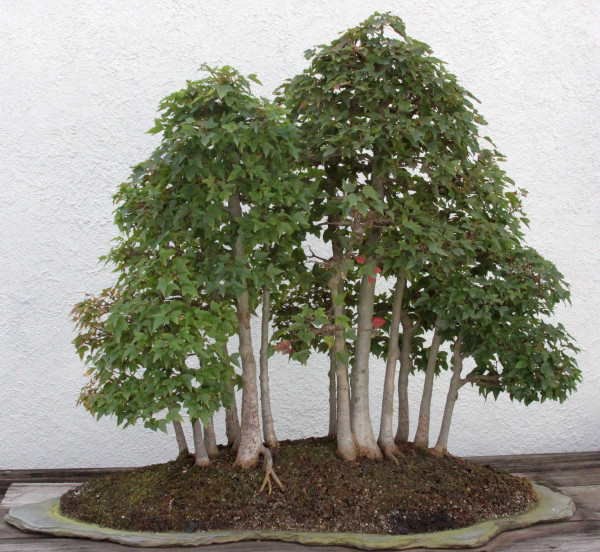 Acer buergerianum