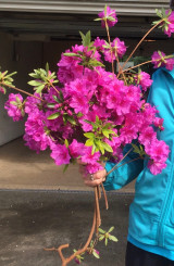 Purple Azalea