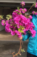 Purple Azalea