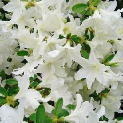 Rhododendron indicum