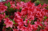 Red Azalea