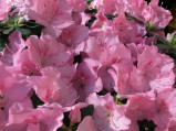Pink Azalea
