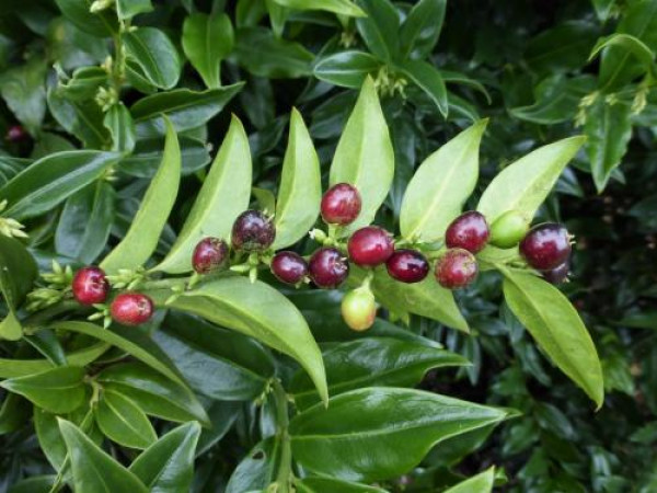 Sarcococca confusa