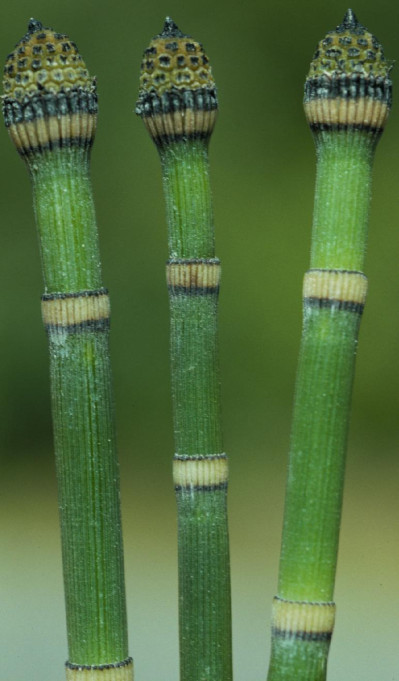 Equisetum hyemale