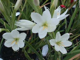 White Hesperantha