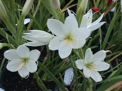 Hesperantha coccinea