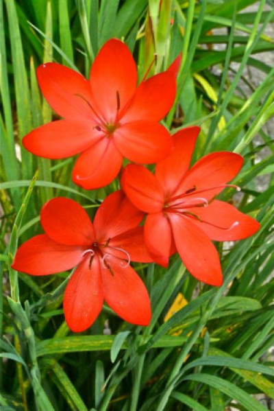 Hesperantha coccinea