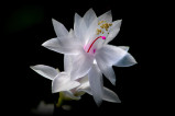 White Schlumbergera