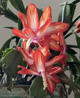Red-tipped Schlumbergera