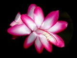 Pink | White Schlumbergera