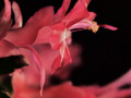 Salmon Schlumbergera