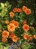 Orange Chrysanthemum
