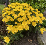 Yellow Chrysanthemum