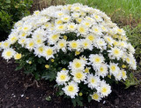White Chrysanthemum