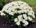 White Chrysanthemum