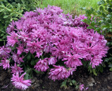 Purple Chrysanthemum