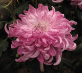 Pink Chrysanthemum