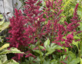 Red Astilbe