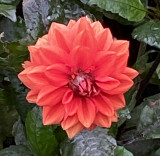 Orange | Black