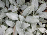 Grey Stachys
