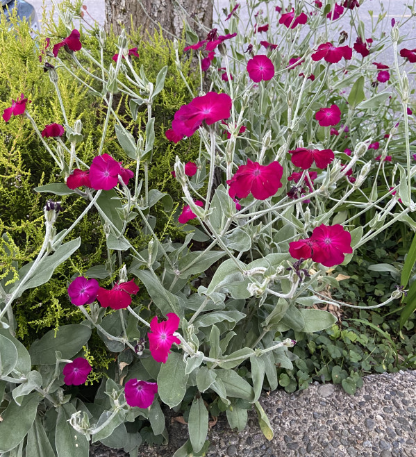 Silene coronaria