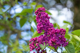 Magenta Syringa